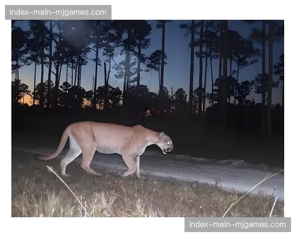阿根廷“美洲豹”队核心球员巴勃罗-马泰拉因违反队规被内部禁赛两场 阿根廷“美洲豹”队核心球员巴勃罗-马泰拉因违反队规被内部禁赛两场